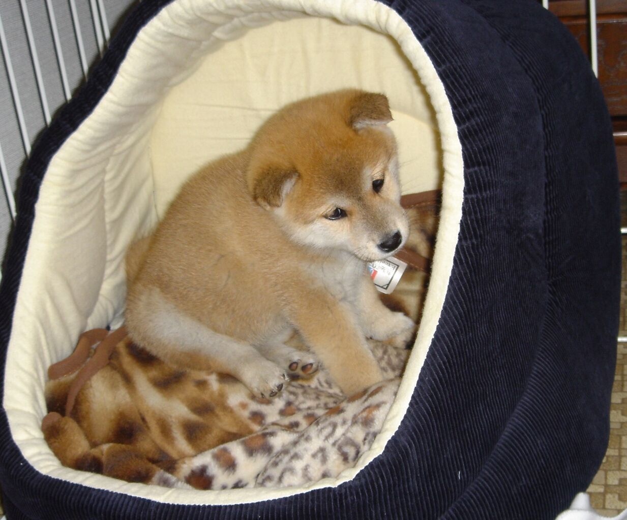 画像 柴犬大好きさん必見 毎日動物速報 画像 柴犬大好きさん必見 毎日動物速報