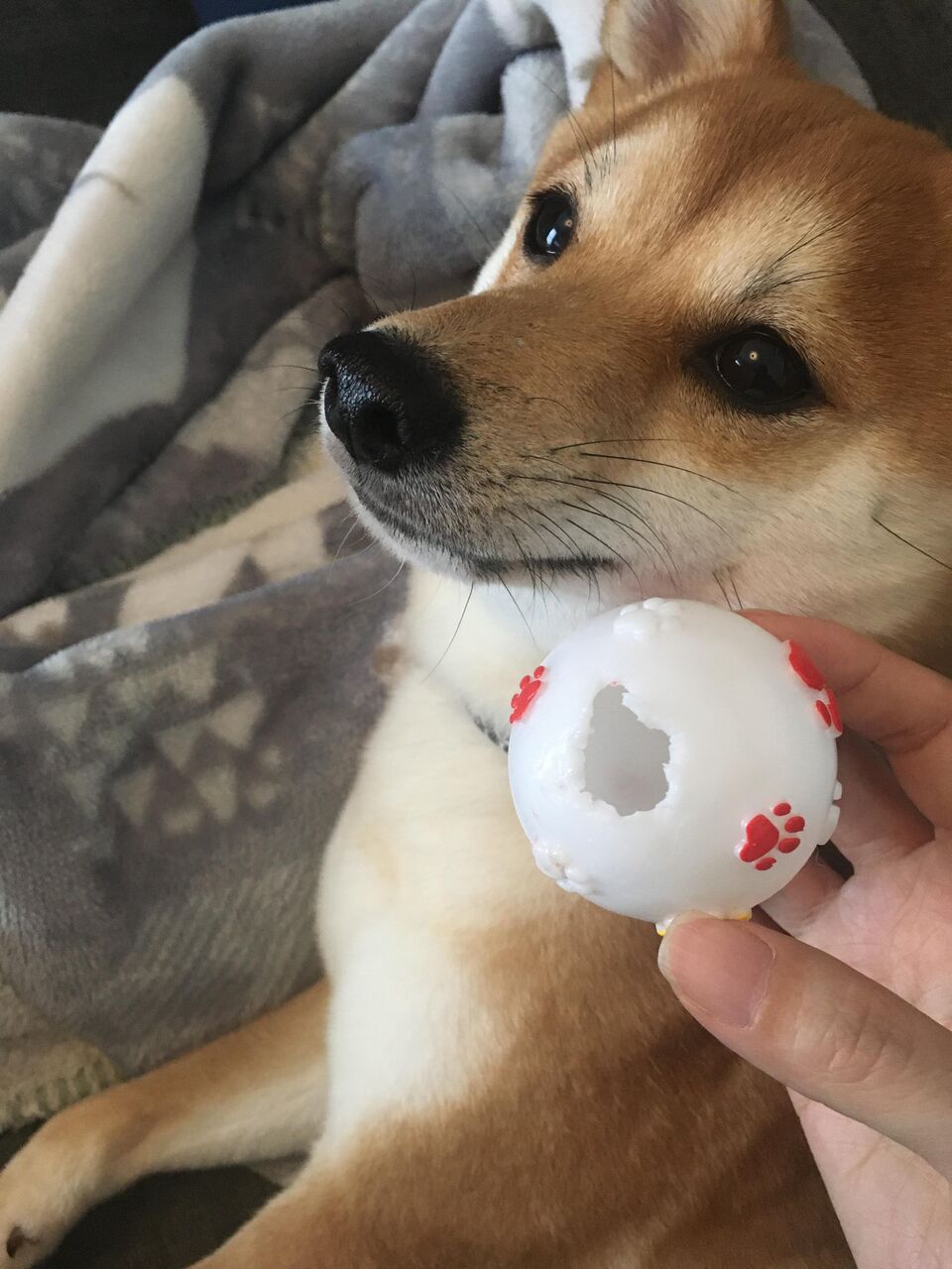 画像 柴犬大好きさん必見 毎日動物速報 画像 柴犬大好きさん必見 毎日動物速報