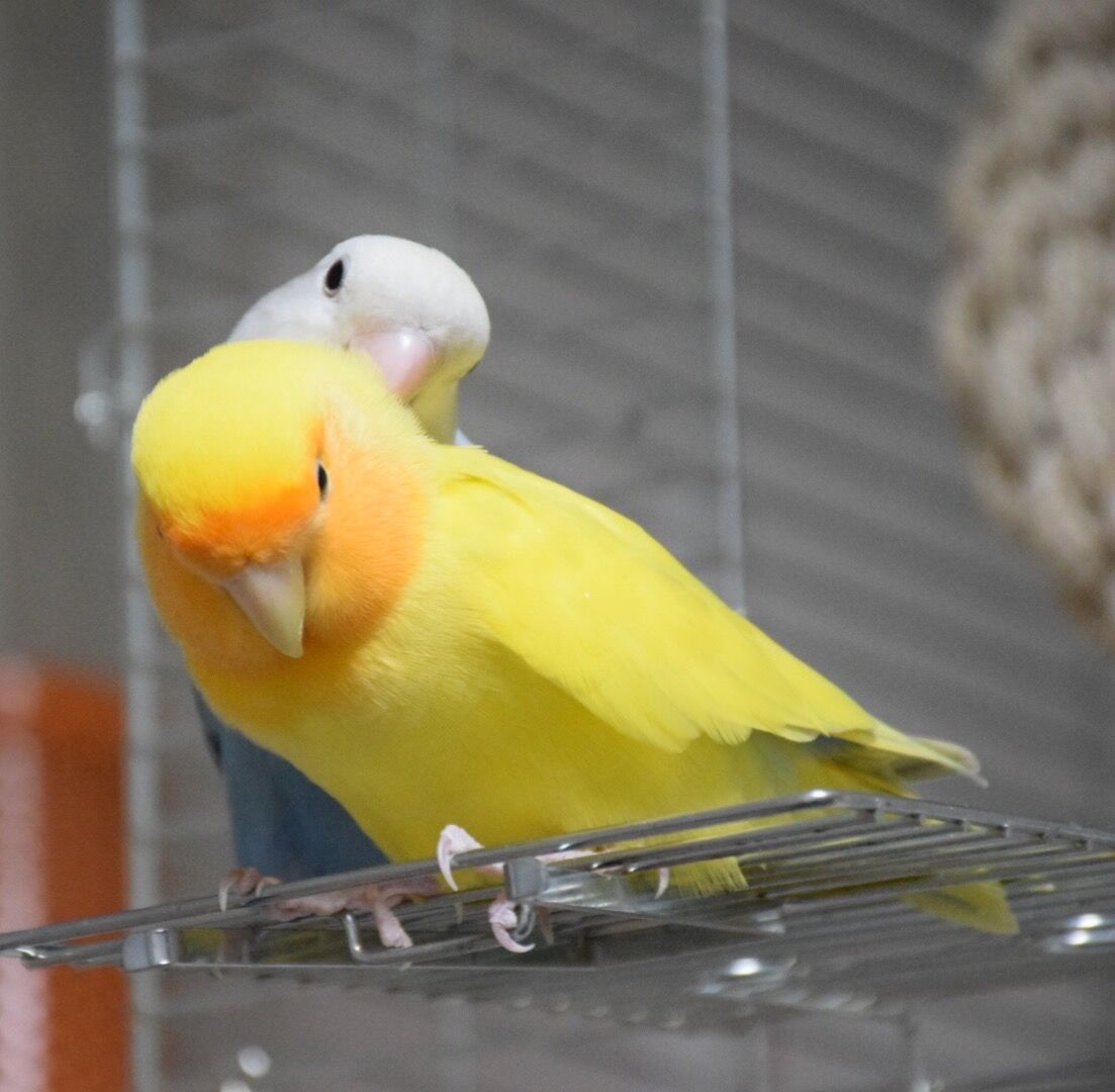 画像 コザクラインコ飼ってみたい人必見 毎日動物速報 画像 コザクラインコ飼ってみたい人必見 毎日動物速報