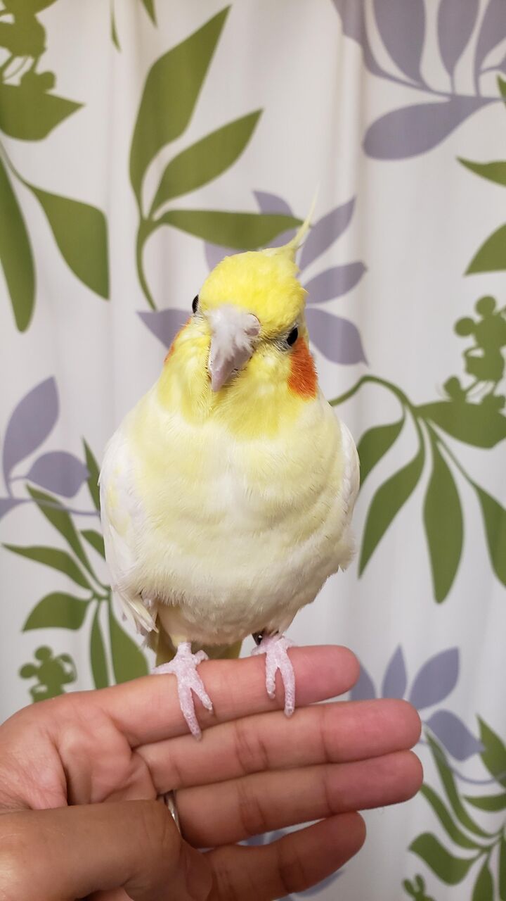画像 オカメインコけっこう なんだね 毎日動物速報 画像 オカメインコけっこう なんだね 毎日動物速報
