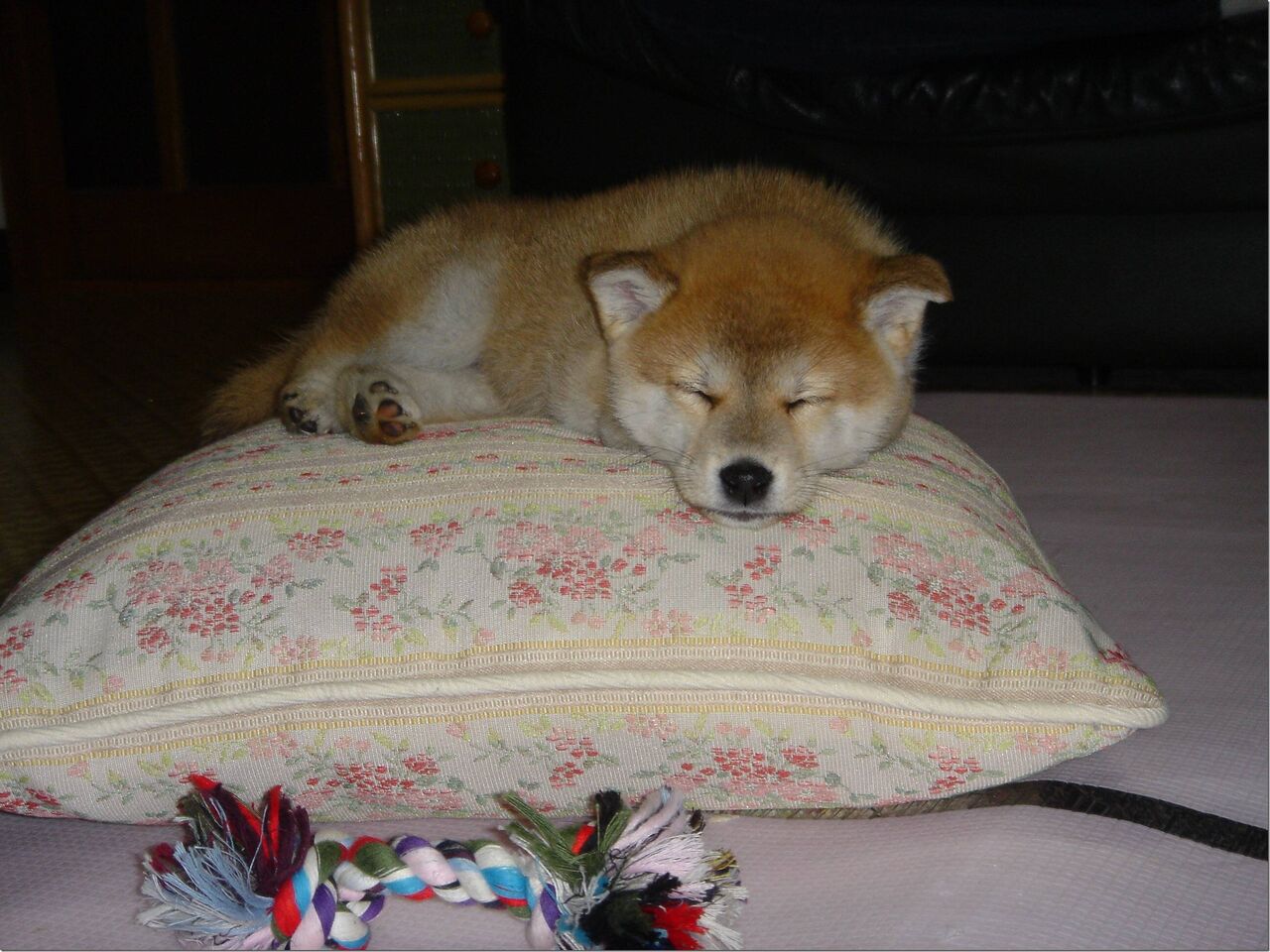 画像 柴犬大好きさん必見 毎日動物速報 画像 柴犬大好きさん必見 毎日動物速報