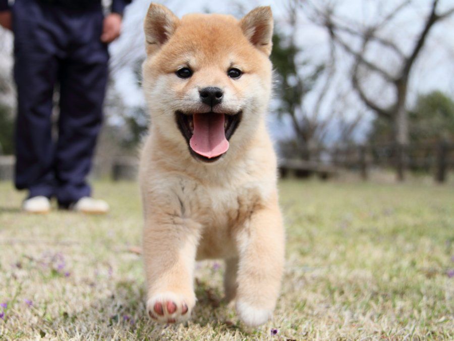 画像 18キロです 生後3カ月なんです 毎日動物速報