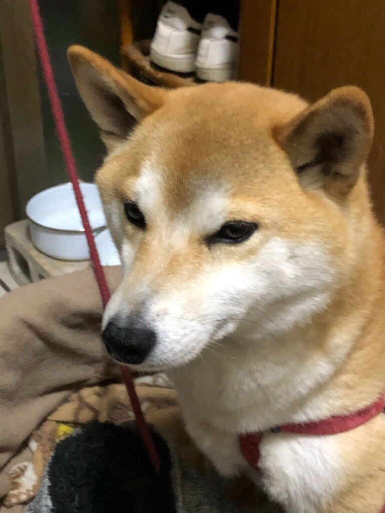 画像 柴犬大好きさん必見 毎日動物速報 画像 柴犬大好きさん必見 毎日動物速報