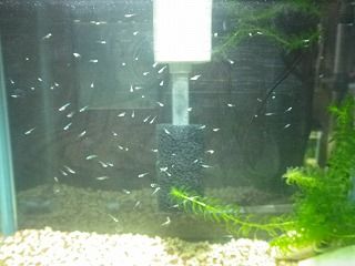 コッピー 5 ロングフィンアカヒレの稚魚のエサ 簡単便利なものを見つける 田園生活ウォーキング コッピー 5 ロングフィンアカヒレの稚魚のエサ 簡単便利なものを見つける 田園生活ウォーキング