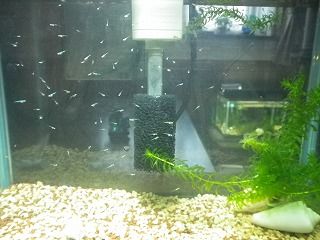 コッピー 5 ロングフィンアカヒレの稚魚のエサ 簡単便利なものを見つける 田園生活ウォーキング コッピー 5 ロングフィンアカヒレの稚魚のエサ 簡単便利なものを見つける 田園生活ウォーキング