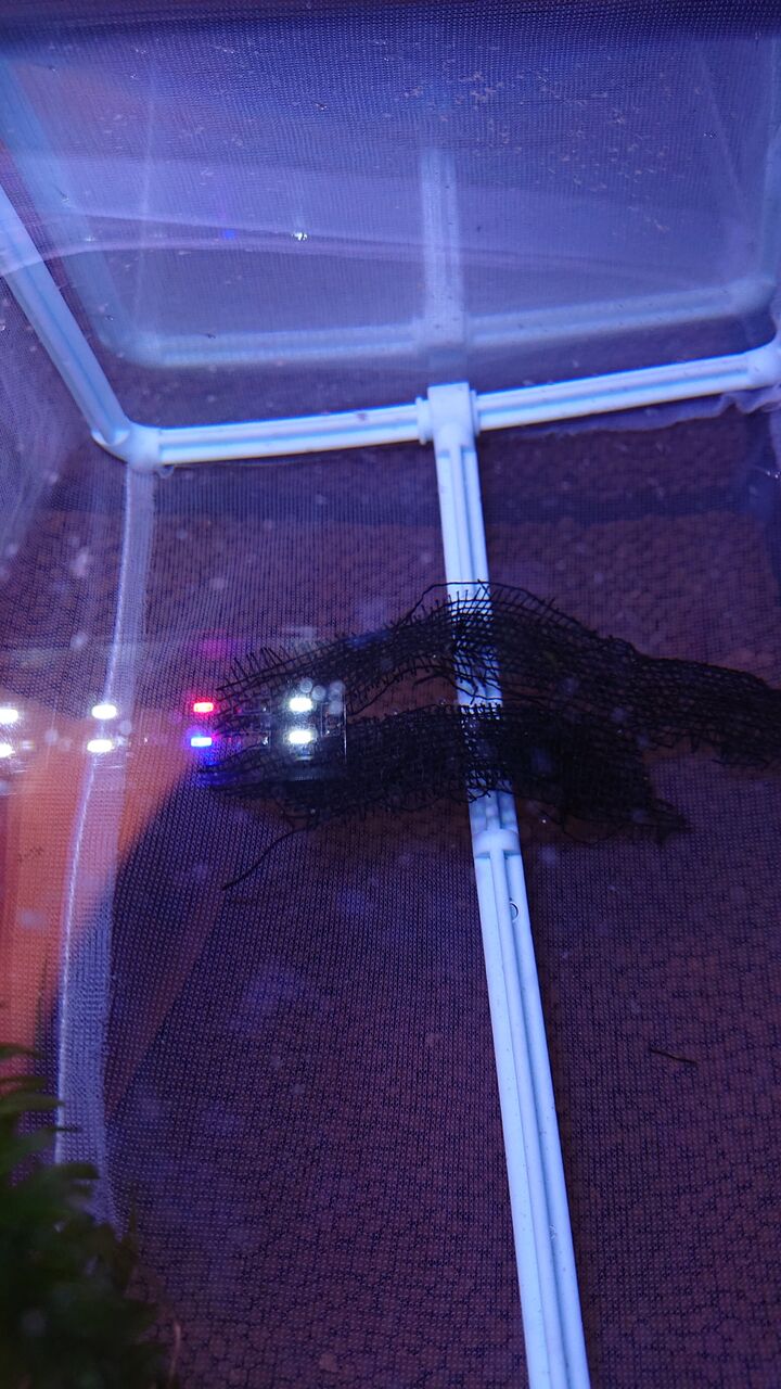 メダカの針子成長記録 Mikeの生き物日記 メダカの針子成長記録 Mikeの生き物日記