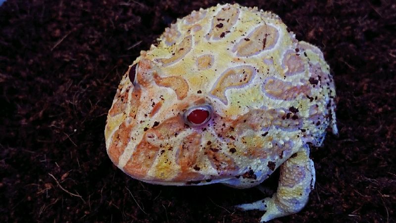ヤル気満々の顔 Mikeの生き物日記