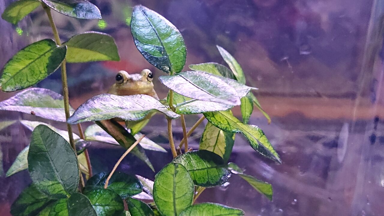 カエル尽くし Mikeの生き物日記