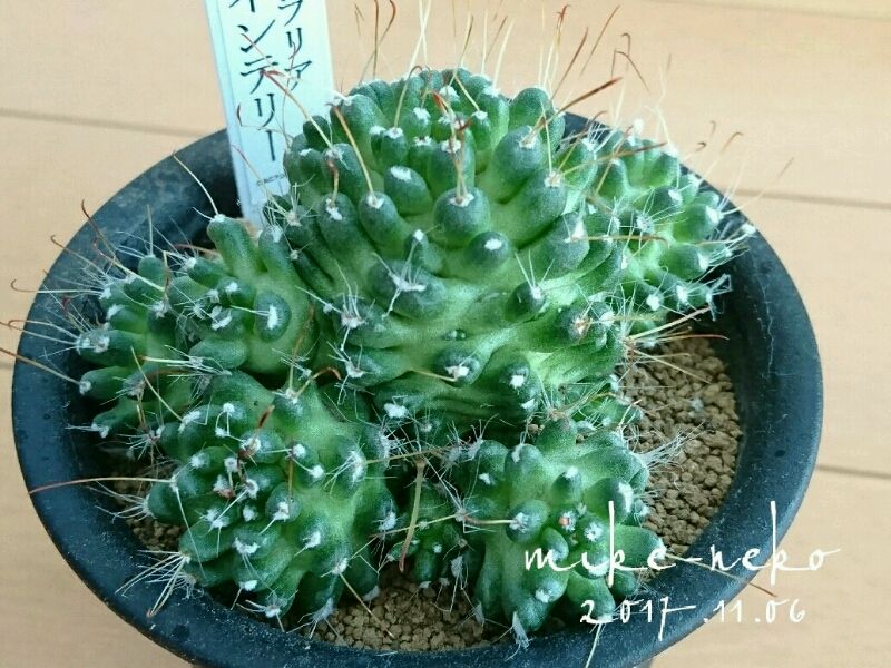 新顔サボテン達 Mikeの生き物日記 新顔サボテン達 Mikeの生き物日記