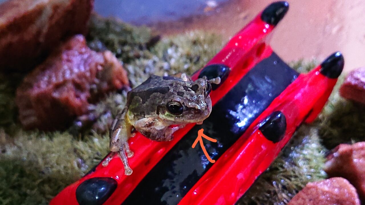 年07月 Mikeの生き物日記 年07月 Mikeの生き物日記