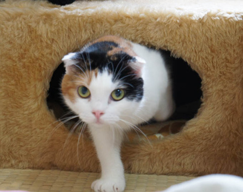 こはる3