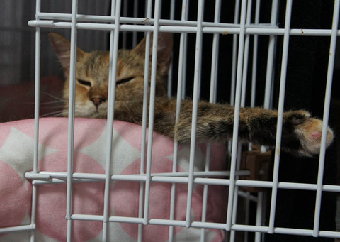 だれねこ小麦