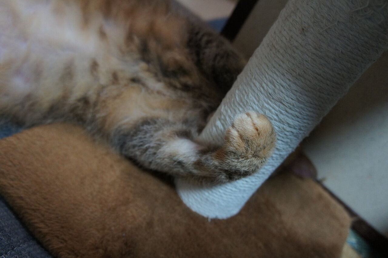 小春日和 お昼間は暑いですが 夜は少しは涼しくなっています