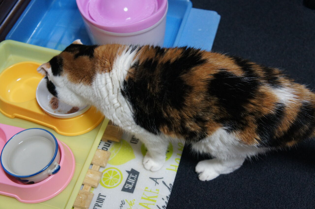 小春日和 小麦の動きが しっかりしてきています