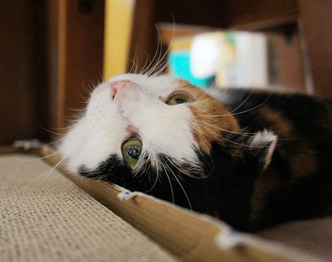 あついね