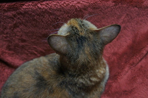 DSC02631