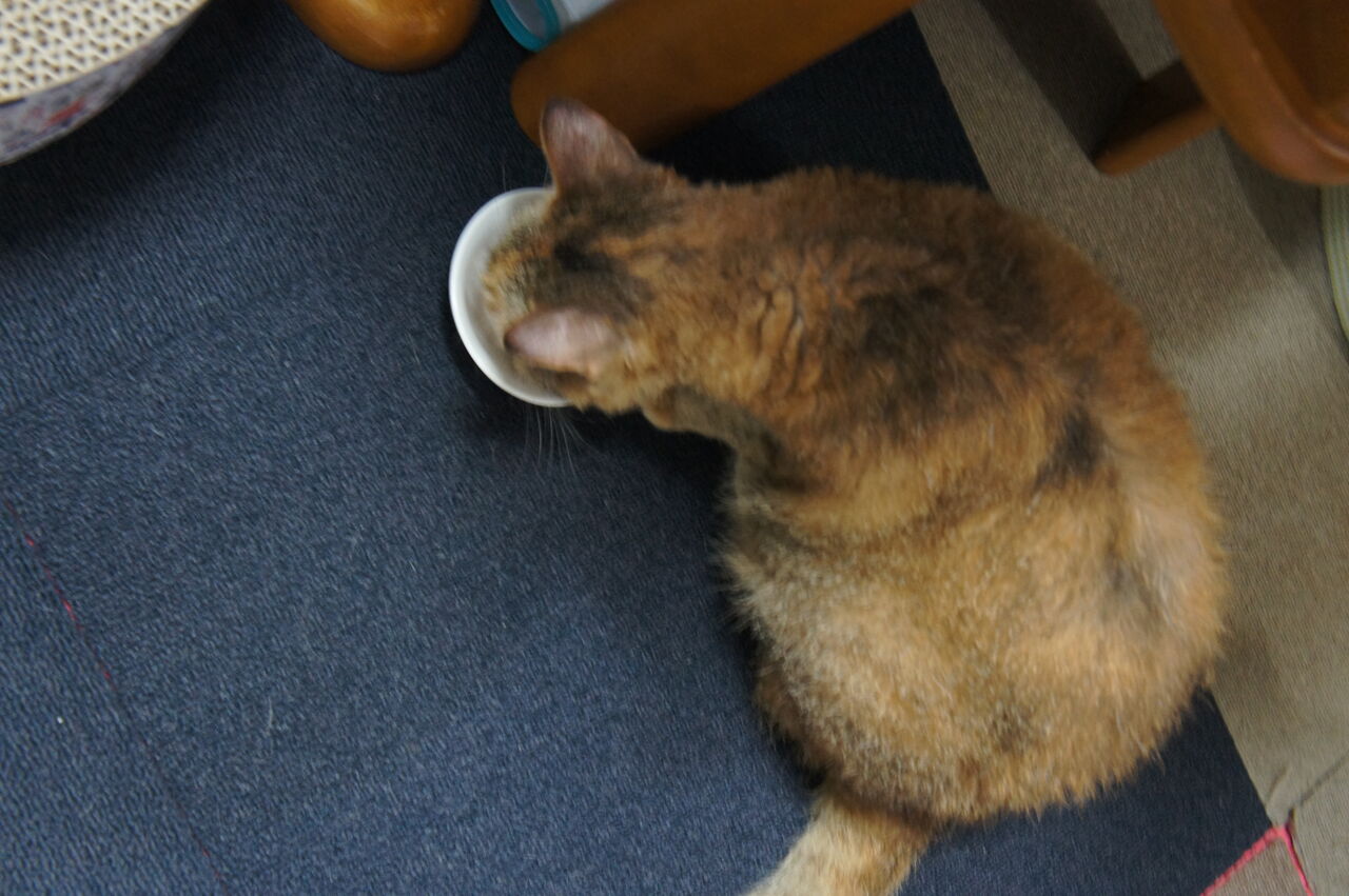 小春日和 小麦の動きが しっかりしてきています