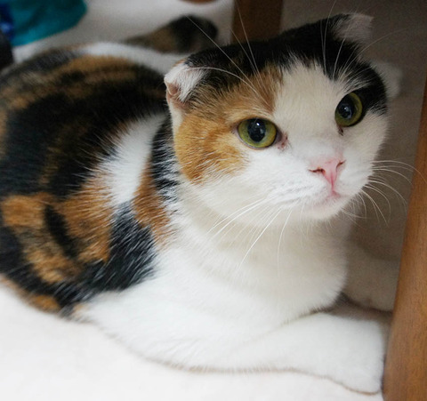 おすまし