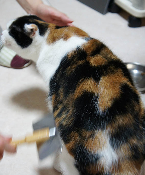 ふんふん