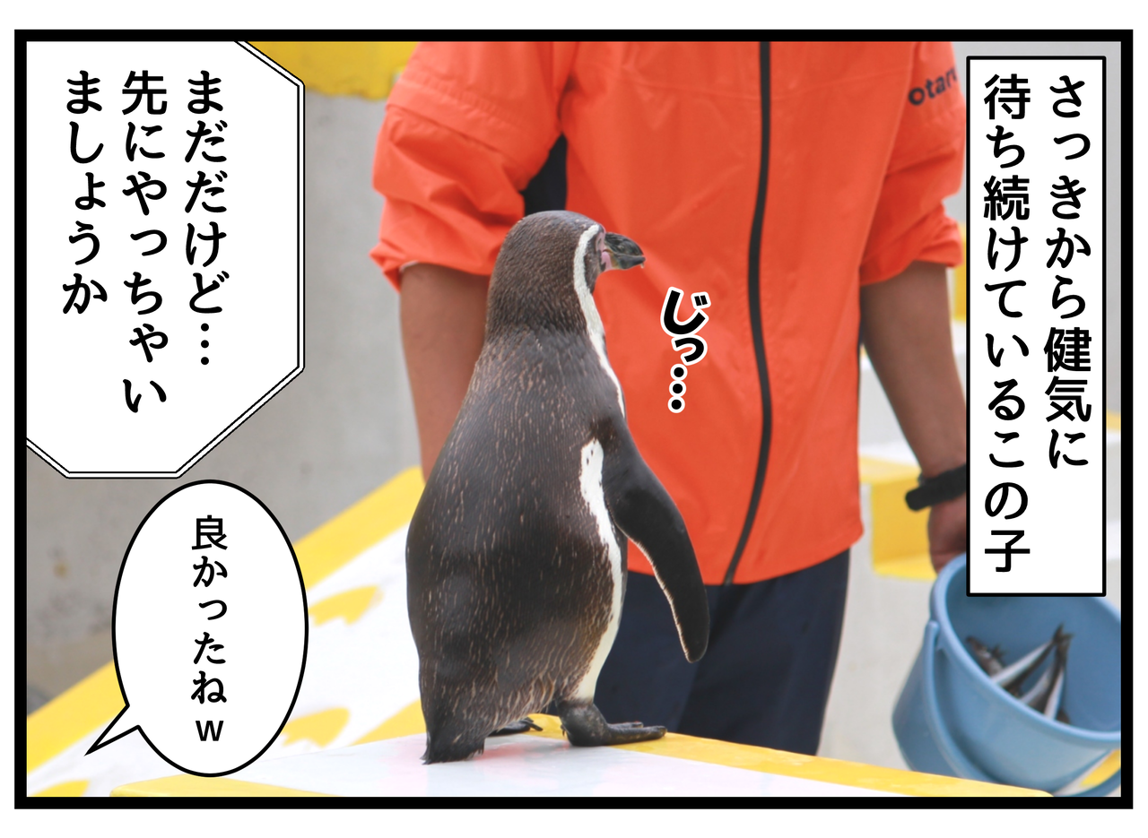 新婚旅行編 言うことを聞かないペンギンショー 後編 ひのみやメモリーズ 新婚旅行編 言うことを聞かないペンギンショー 後編 ひのみやメモリーズ