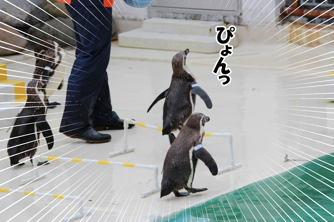 新婚旅行編 言うことを聞かないペンギンショー 後編 ひのみやメモリーズ 新婚旅行編 言うことを聞かないペンギンショー 後編 ひのみやメモリーズ