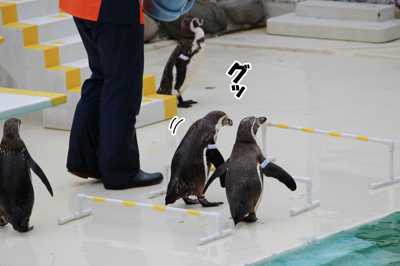 新婚旅行編 言うことを聞かないペンギンショー 後編 ひのみやメモリーズ 新婚旅行編 言うことを聞かないペンギンショー 後編 ひのみやメモリーズ