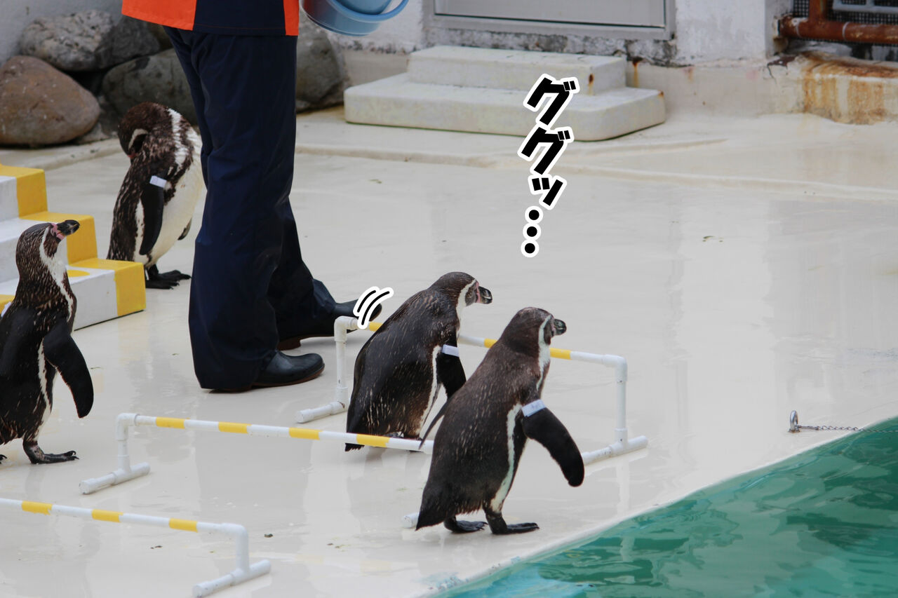 新婚旅行編 言うことを聞かないペンギンショー 後編 ひのみやメモリーズ 新婚旅行編 言うことを聞かないペンギンショー 後編 ひのみやメモリーズ