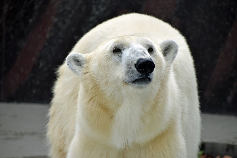 シロクマ ピース １６歳 愛媛 三毛猫 Blog