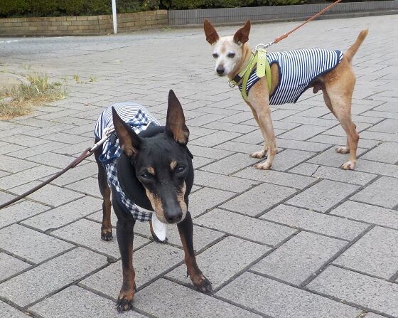 トイマンチェスターテリア トイマンにいにゃミニピンどびいと東京ー郡山 福島1 2地域居住