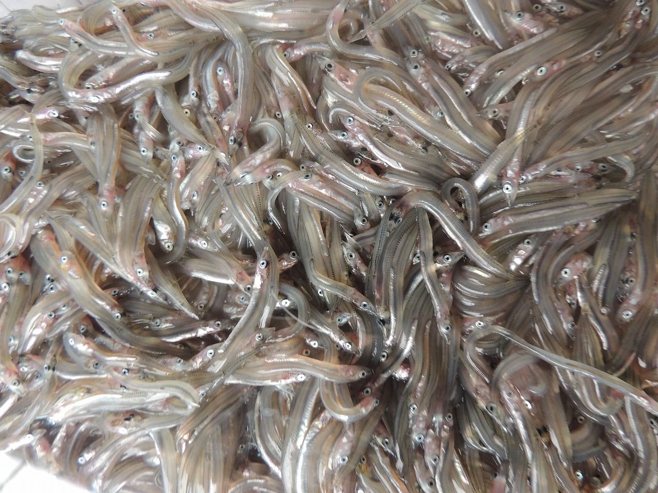 イカナゴの新子 田舎の爺 イカナゴの新子 田舎の爺