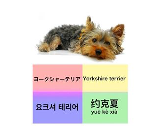 ヨークシャテリア マルチリンガルのすすめ