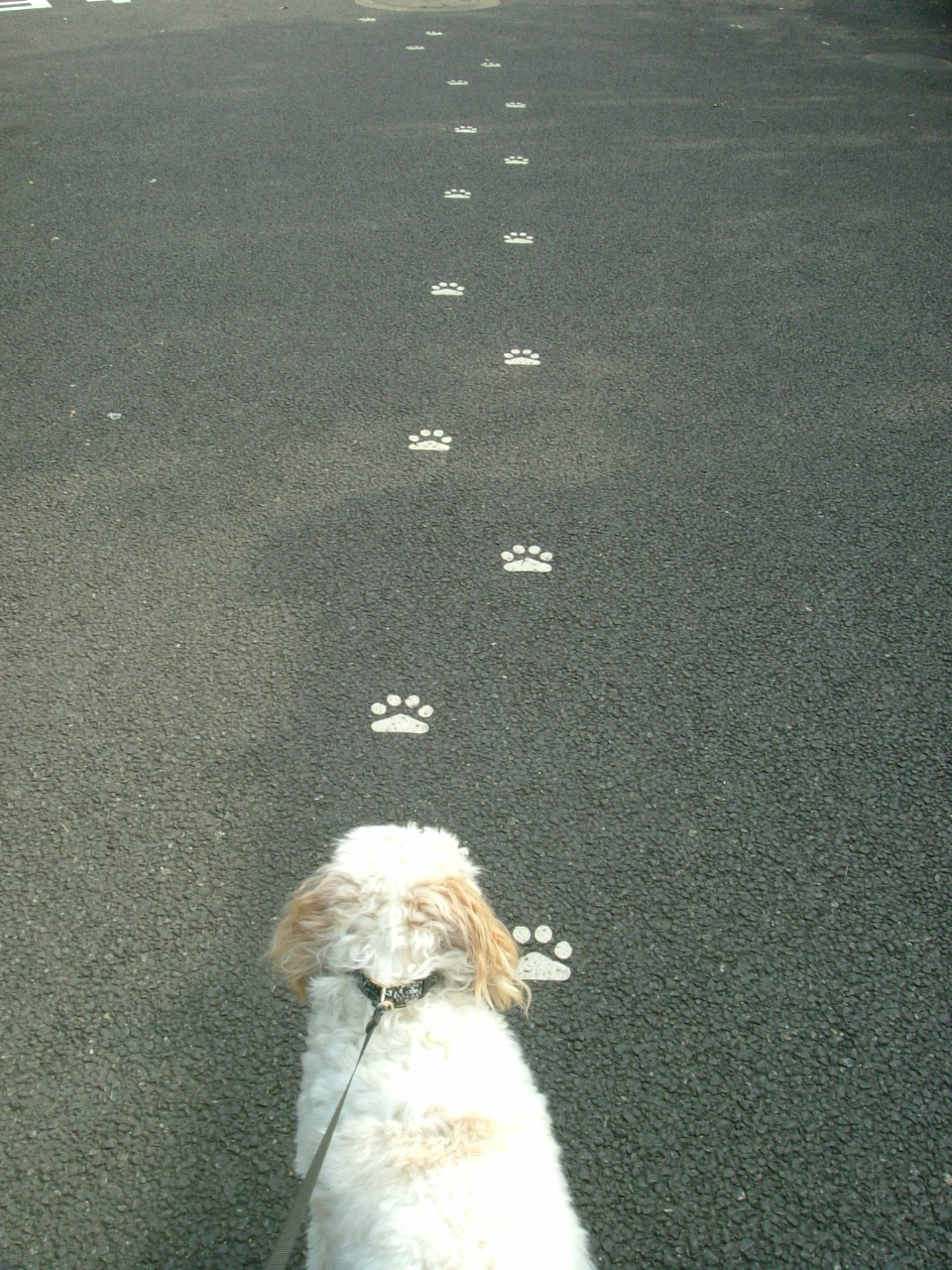 大人の階段 コッカプー モコ のおやつ日和