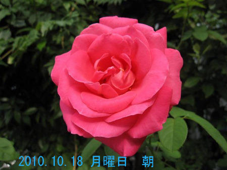 BlogPaint