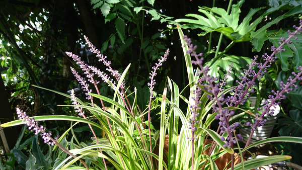 DSC_鉢植え