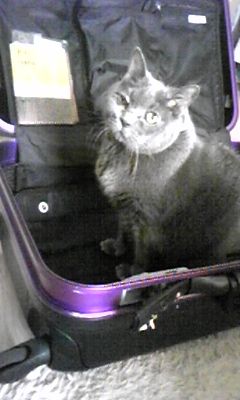 王ちゃん、トランクに~
