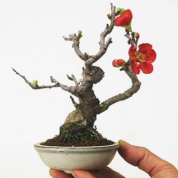 これ以上ボケると、話が進まんな