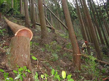 割り箸を作るために木が伐採されるから、それを防ごうって運動でしょ