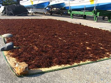 “さがり”は、布海苔で固める