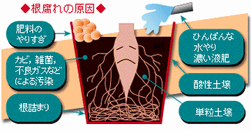 根腐れを起こす可能性が大きいです