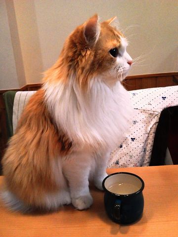 そのままテーブルで飲むの?