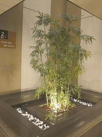 2階フロアの植栽