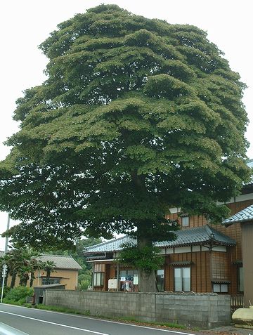 タブノキ