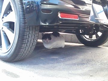 とにかく、車の下に入りたがります