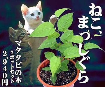 ネコが好きな?