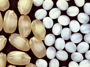 精米歩合35%の大吟醸用白米