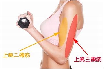 前後に筋肉が付いてる