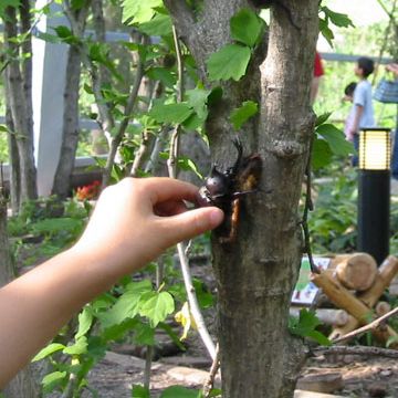 夏場は、観察園もオープンして、実際の虫にも触れます