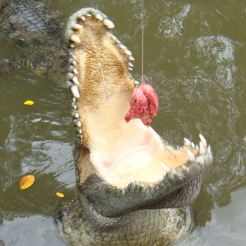 運の悪いお客さんが、食べられる