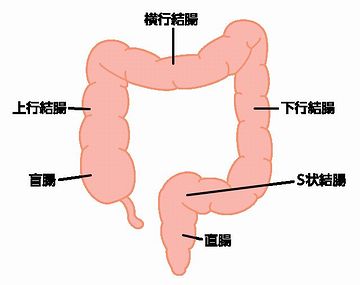 大腸は、盲腸、結腸、直腸に分けられる