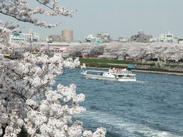 隅田川と桜